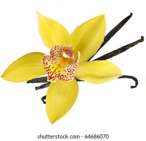 Vanilla Orchid Pod Isolated On White Background