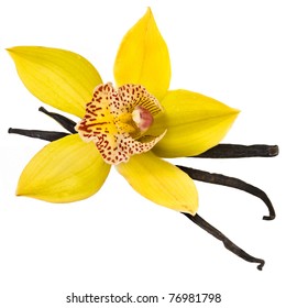 Vanilla Orchid Pod Isolated On White Background