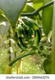 Vanilla Planifolia Flower. Close Up 