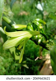 Vanilla Planifolia Flower. Close Up 