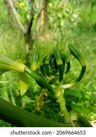 Vanilla Planifolia Flower. Close Up 