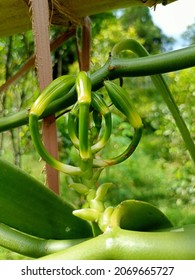 Vanilla Planifolia Flower. Close Up