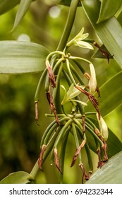 Vanilla planifolia, flowers of Bourbon vanilla of Madagascar. Formation of the bean after drying of the flower