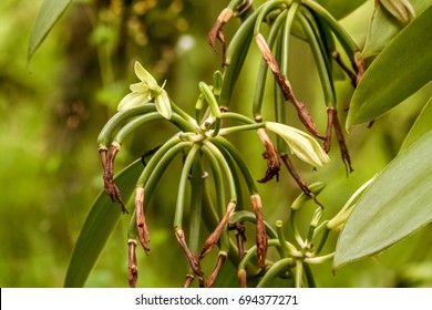 Vanilla planifolia, flowers of Bourbon vanilla of Madagascar. Formation of the bean after drying of the flower