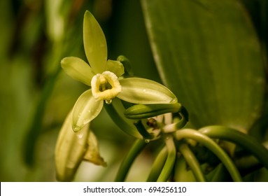 Vanilla planifolia, orchid flower of vanilla from Madagascar