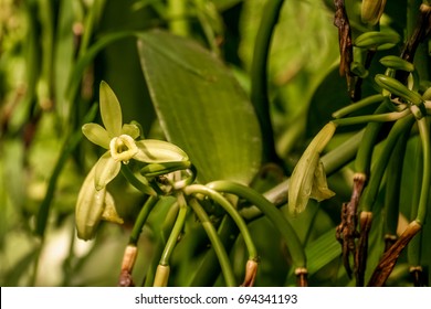 Vanilla planifolia, orchid flower of vanilla from Madagascar