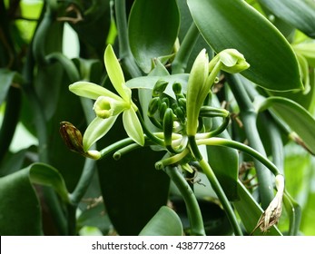 Vanilla planifolia is a species of vanilla orchid.