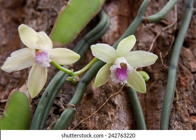 Vanilla Plant And Green Pod In The Forest