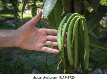 Vanilla Plant And Green Pods In The Plantation

