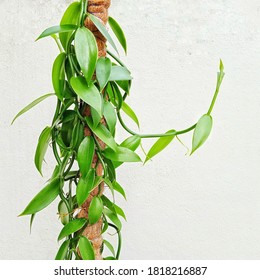 Vanilla Plant Long Vines Reaching Out From The Pole, Isolated On White Background