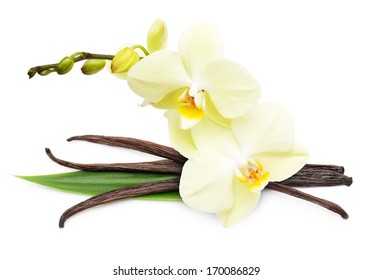 Vanilla pods and flower isolated on white background