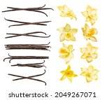 Vanilla pods and flowers set isolated on the white background. Collection of vanilla orhid flowers and vanilla sticks.