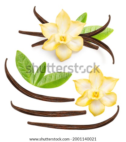 Vanilla pods and orchid flower isolated on white background. Vanilla sticks set closeup.