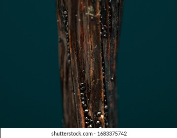 Vanilla Shell from Madagascar Macro Image Close-Up
