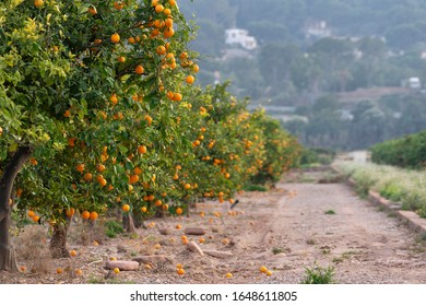 Vanishing Point, Repetition, Accumulation Orange Field, Valencia, Spain