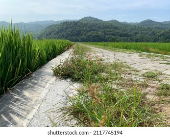 Vanishing Point Road In The Middle Of Rice Field With Grass On The Foreground