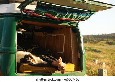 Vanlife With Dog