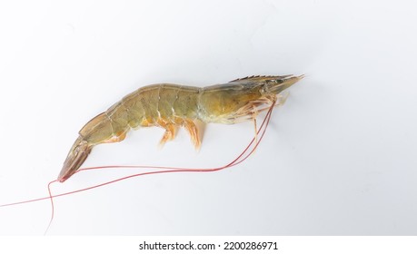 Vannamei White Shrimp, A Large Export Economy Animal, Beautiful Color On A White Background.