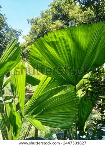 Vanuatu fan palm tree with round shape green leaves. Scientific name is 