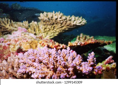 Vanuatu Hard Coral