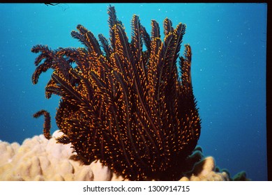 Vanuatu Soft Corals