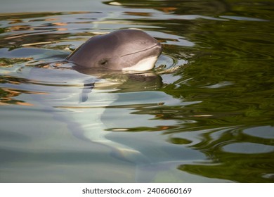 Vaquita (Phocoena sinus): The vaquita is a critically endangered porpoise species found in the Gulf of California, Mexico.