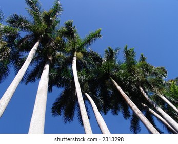 Varadero. Palm