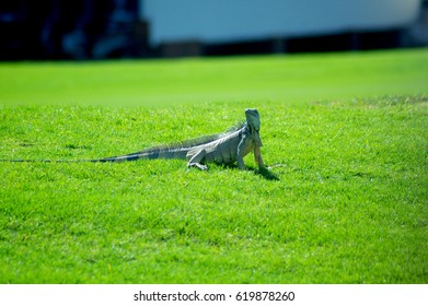 varan