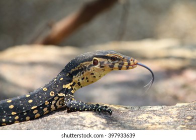  Varan, Varanus Salvator, Thailand