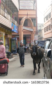 VARANASI, INDIA - DEC 22, 2019 - Black Cow Meanders The Narrow Street, Blocking Traffic In Varanasi, India