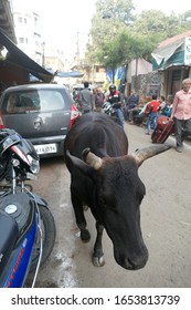 VARANASI, INDIA - DEC 22, 2019 - Black Cow Meanders The Narrow Street, Blocking Traffic In Varanasi, India