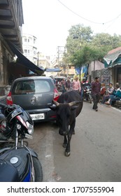 VARANASI, INDIA - DEC 22, 2019 - Black Cow Meanders The Narrow Street, Blocking Traffic In Varanasi, India