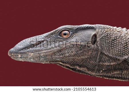 Varanus beccarii lizard closeup head, Varanus beccarii lizard closeup head with maroon background