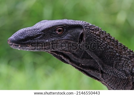Varanus beccarii lizard closeup head, Varanus beccarii lizard closeup head with natural background