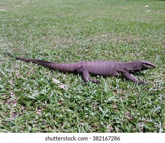 Varanus Indicus, The Monitor Lizard Is Sunbathing And Hunting For Food In The Field.