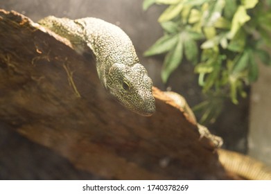 Varanus Indicus On A Branch In A Terrarium Behind The Glass