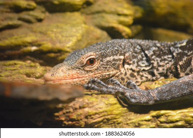 Varanus Macraei, The Blue Spotted Tree Monitor Or Blue Tree Monitor, Is A Species Of Monitor Lizard Found On The Island Of Batanta In Indonesia.