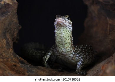 Varanus Images, Stock Photos & Vectors | Shutterstock