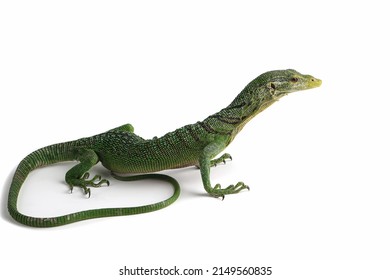 Varanus prasinus lizard isolated on white background, Varanus prasinus closeup, Varanus prasinus on white background, Green tree monitor lizard