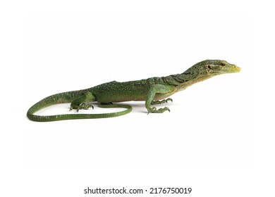 Varanus prasinus lizard isolated on white background, Varanus prasinus closeup, Varanus prasinus on white background, Green tree monitor lizard
