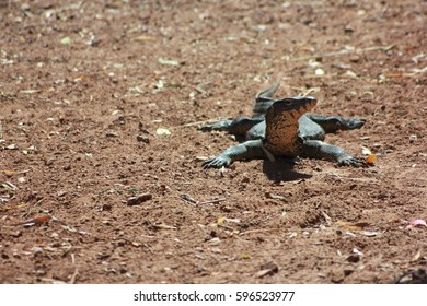 Varanus salvator