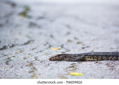 Varanus salvator