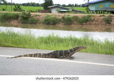 Varanus salvator lizard