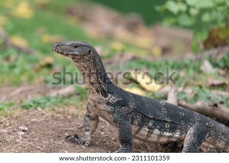 Varanus salvator is a reptile in South and Southeast Asia. It is a large lizard, 2.5–3 meters long, prefers to live near water sources. They are good at swimming and diving for long periods of time.
