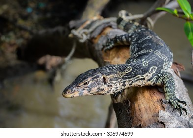 Varanus Salvator (selective Focus)