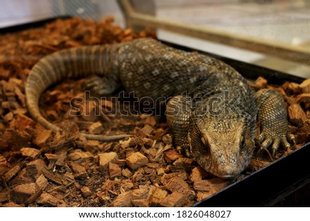 Varanus salvator (selective focus).low lighting.