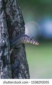 Varanus Salvator In A Tree House