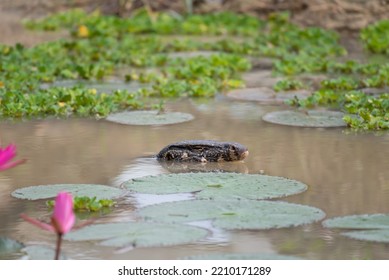 Varanus Salvator In The Water.