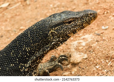 Varanus Salvator, Water Monitor Lizard
