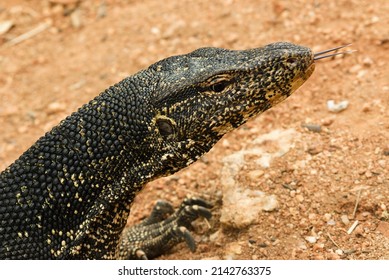 Varanus Salvator, Water Monitor Lizard